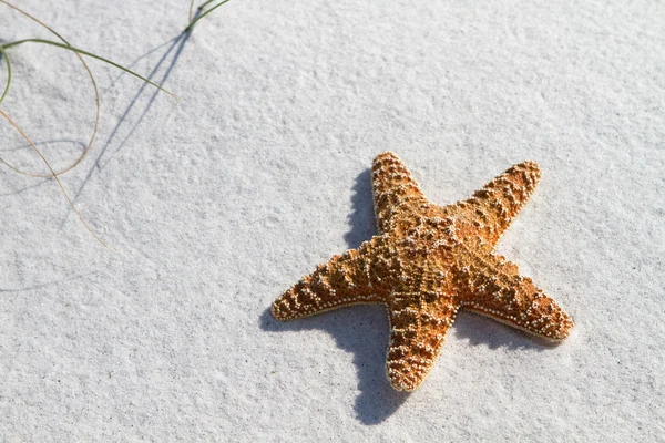 Deniz yıldızı kum üzerinde — Stok fotoğraf