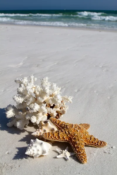 Shells On Beach — Stock Photo, Image
