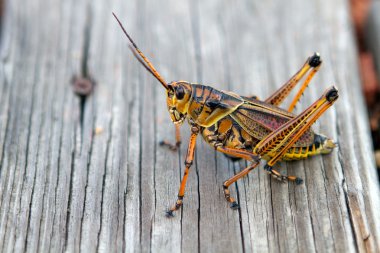 Florida Lubber grasshopper rests on a weathered wooden plank in central Florida. clipart