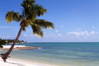 Tropical palm tree hangs over the beach on Marathon Key in the middle of the Florida Keys. A lone swimmer snorkels in the distance. clipart