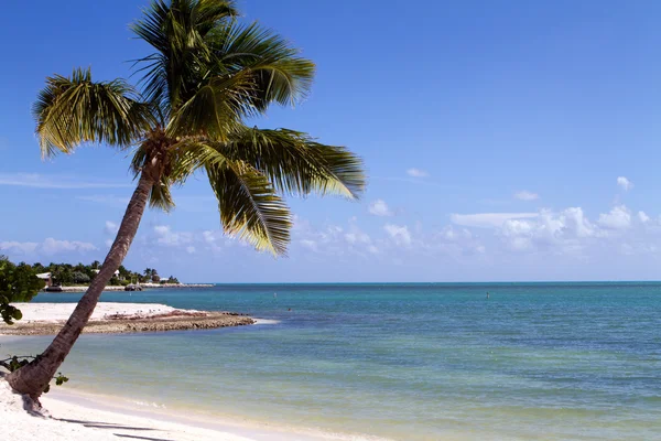 热带棕榈树笼罩在马拉松键在佛罗里达群岛上海滩 在距离孤独游泳液压升降台 — 图库照片