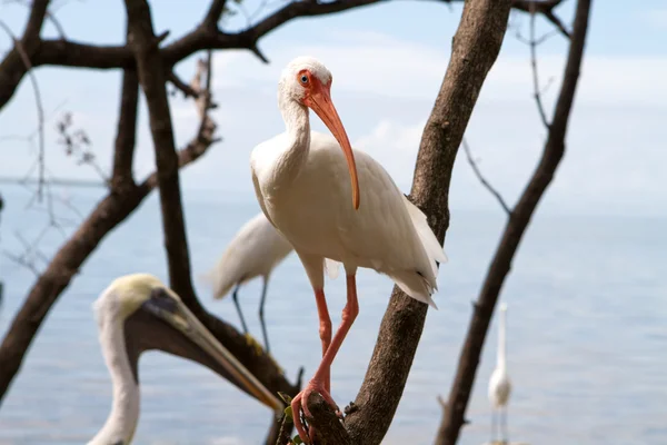 White Ibis Bird Perched Tree Water Wildlife Sanctuary — Stock Photo, Image