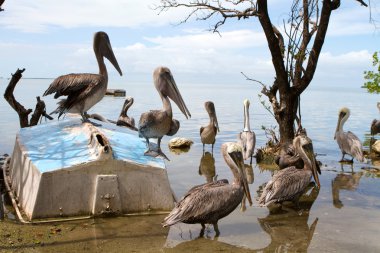 Flock of pelicans wait for fish around an old overturned sailboat in a wildlife sanctuary in the Florida Keys. clipart