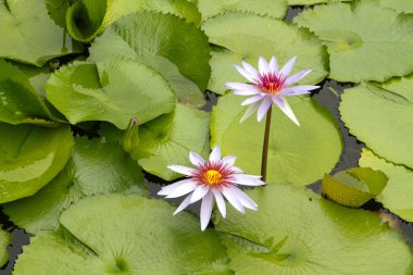 Water Lilies float in a pond full of lily pads. clipart