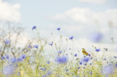 yabani çiçekler içinde küçük ötücü kuş