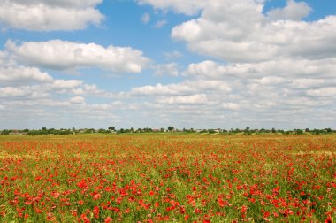 Kırmızı poppies tarafından kapsadığı alan