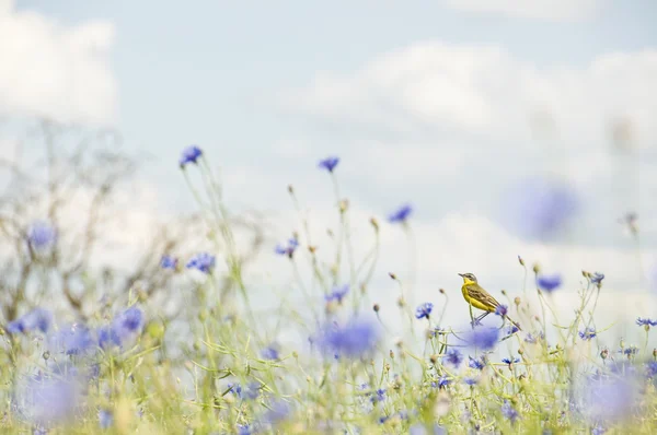 Pequeño pájaro cantor en flores silvestres — Foto de Stock