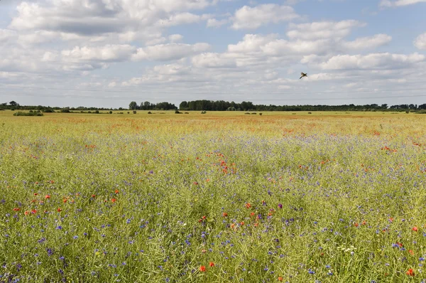 stock image Flowers fields