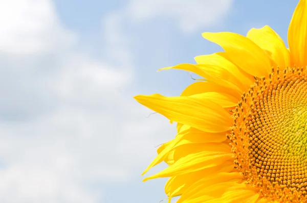 stock image Sunflower