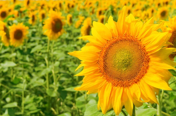 stock image Sunflowers