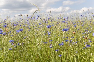 Flowers fields of cornflower clipart