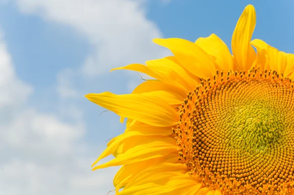 stock image Sunflower