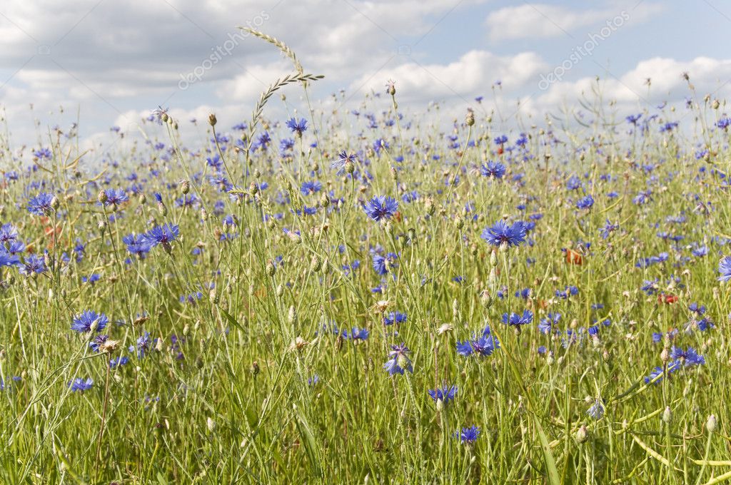 Flowers fields of cornflower — Stock Photo © Iryna_Rasko #5351449