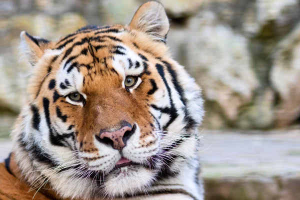 Tigri faccia — Foto Stock