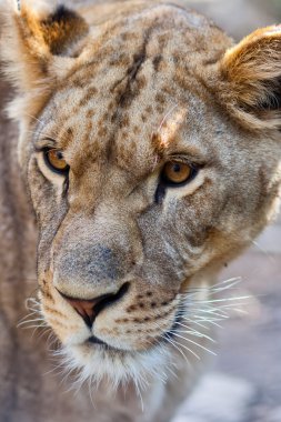 Close-up of Lioness clipart