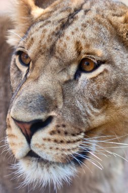 Close-up of Lioness clipart