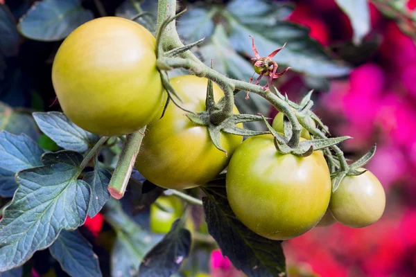 庭園の緑のトマト — ストック写真