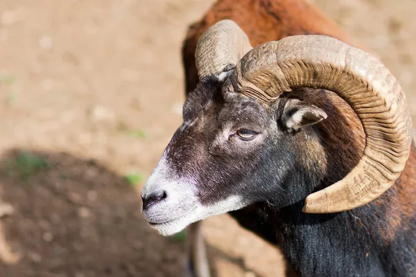 stock image Headshot of a Big Horned Ram