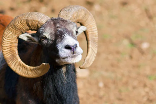 stock image Headshot of a Big Horned Ram