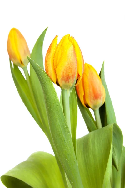 Желтые тюльпаны на белом фоне — стоковое фото