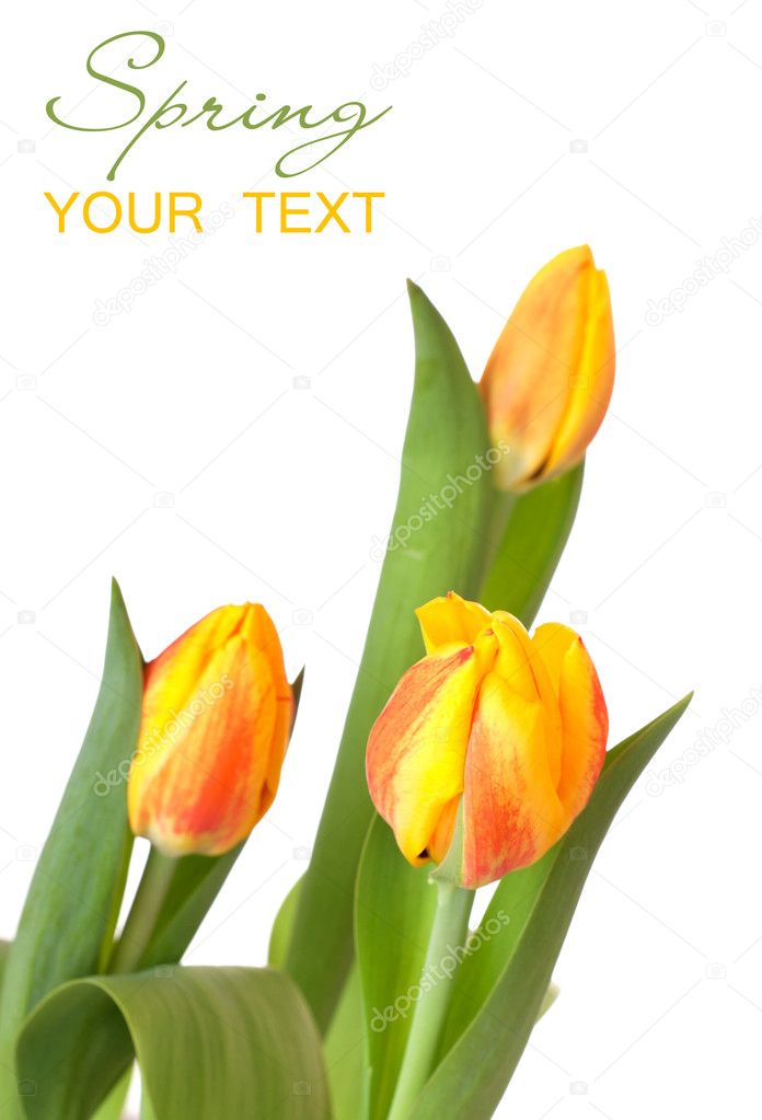 Yellow tulips isolated on white background