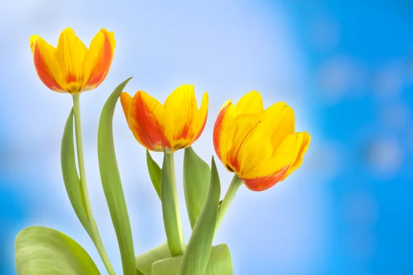 Yellow tulips on abstract blue background — Stock Photo, Image