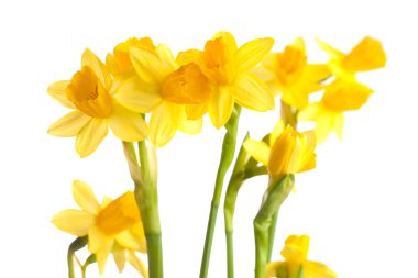 Narcissus isolated on a white background clipart