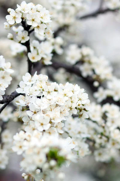 Baharda çiçek açan ağaç beyaz çiçeklerle