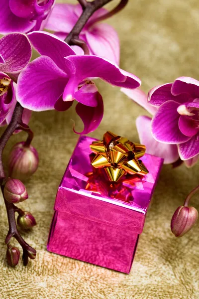 Mor orkideli hediye kutusu — Stok fotoğraf