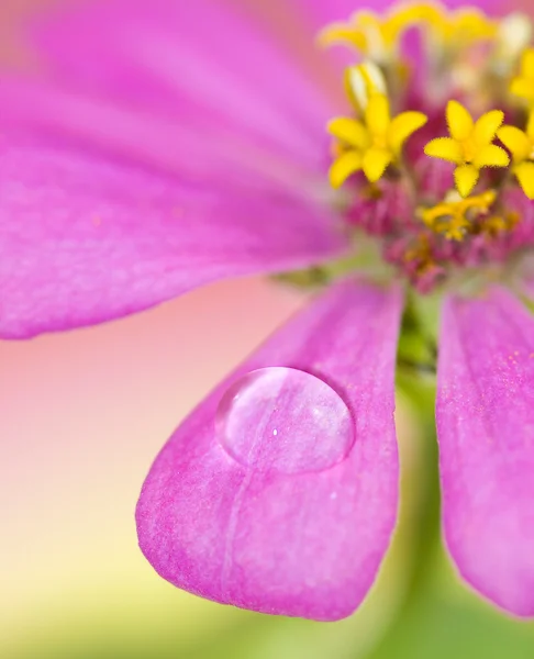 水滴粉红花瓣的特写花瓣，宏观 — 图库照片