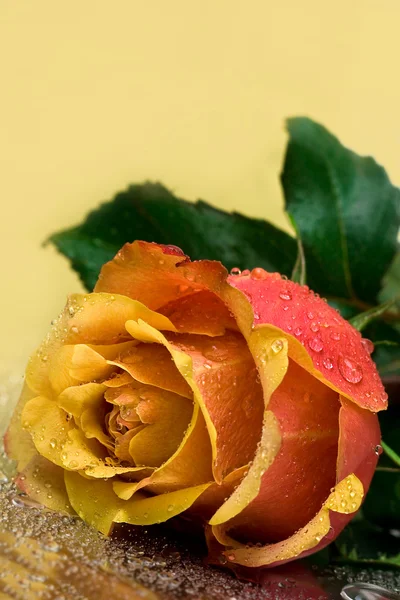 Gul ros med vattendroppar — Stockfoto