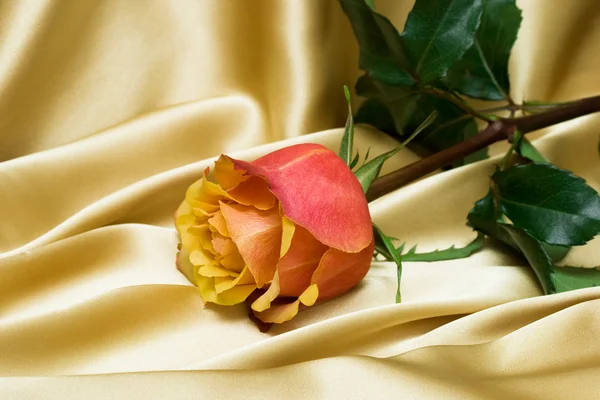Pink rose on yellow silk — Stockfoto