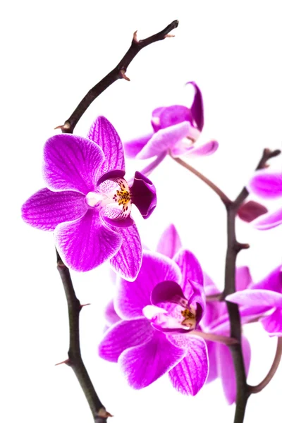 Orchidea isolata su fondo bianco — Foto Stock