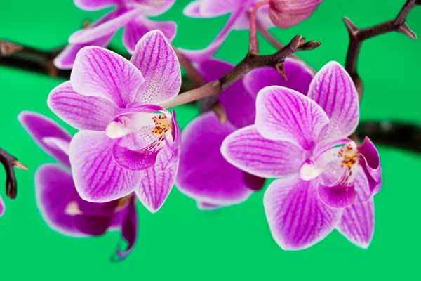Pink orchid on green background — Stockfoto