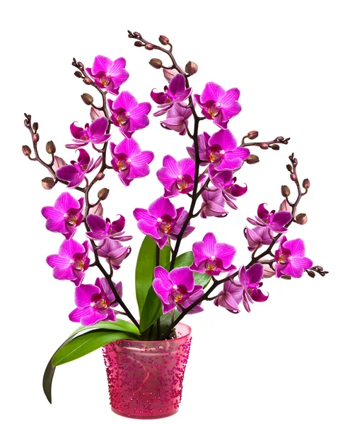 Orchidea egy edényben elszigetelt — Stock Fotó