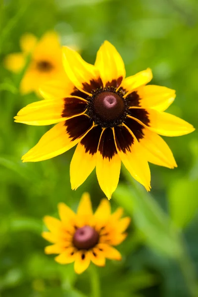 Lindas flores amarelas no campo — Fotografia de Stock