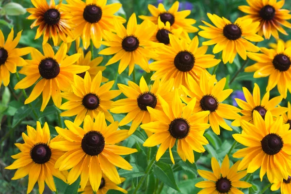 Όμορφα κίτρινα λουλούδια στο πεδίο — Φωτογραφία Αρχείου