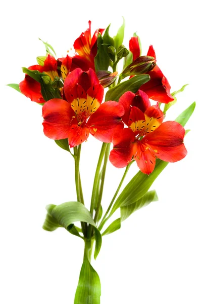Beyaz arkaplanda izole kırmızı çiçekler — Stok fotoğraf