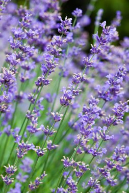 Field with many flowers of lavender clipart