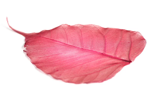 하얀 배경에서 분리 된 잎 — 스톡 사진