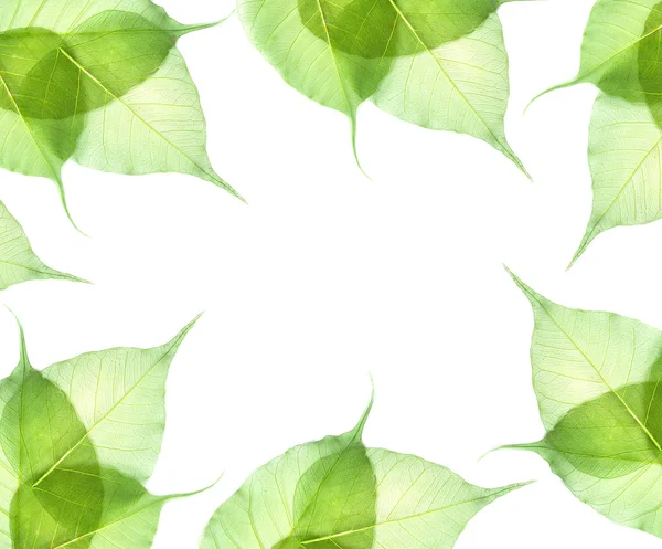 Folhas isoladas sobre fundo branco — Fotografia de Stock