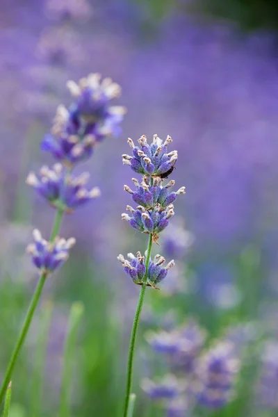 Veld met veel bloemen van lavendel — Stockfoto