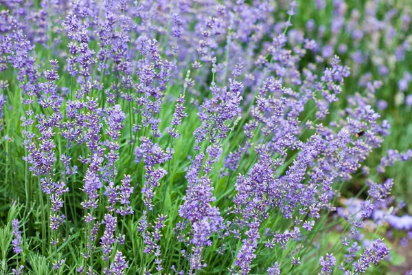 Fält med många blommor av lavendel — Stockfoto