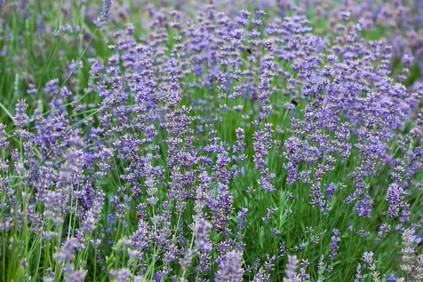 Feld mit vielen Lavendelblüten — Stockfoto