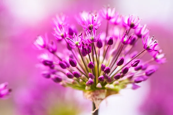 Абстрактные фиолетовые цветы на поле — стоковое фото