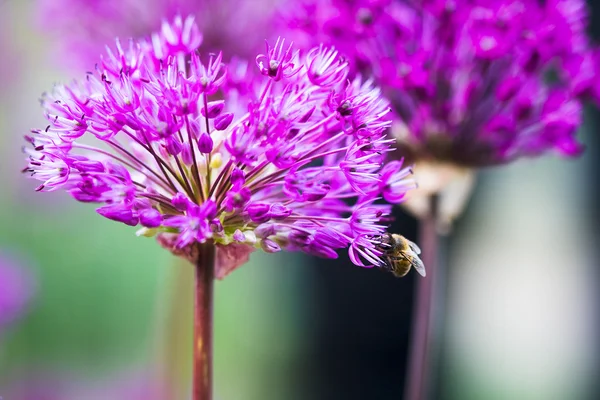 Пчела на фиолетовом цветке — стоковое фото