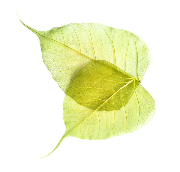 하얀 배경에 고립 된 잎들 — 스톡 사진