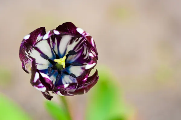 Крупним планом тюльпан в полі (невеликий DOF ) — стокове фото