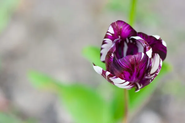 Primer plano del tulipán en el campo (DOF poco profundo ) — Foto de Stock