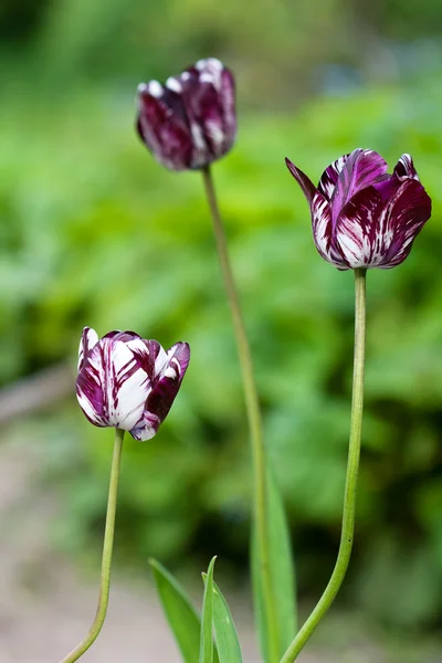 Close-up voor tulip in het veld (ondiepe Dof) — Stockfoto
